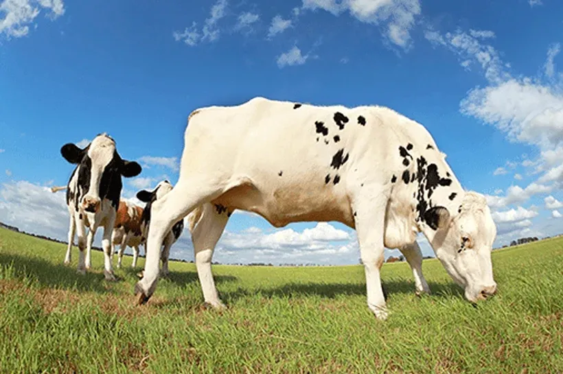 A Cow in a Field with implemented IoT
